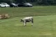 bull