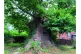 The Eardisley Oak in Herefordshire is believed to be between 800 and 900 years old