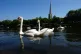 Swans on the river Severn in Worcester