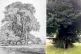 (L to R) Elm trees in Old Hall Park, East Bergholt drawn in pencil by John Constable, 1817; The English elm in Preston Park, Brighton is the oldest elm in the country / pics (L to R): Public domain, author supplied