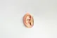 An ear [Pic: Franco Antonio Giovanella / Creative Commons]