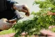 Gardening pic [Crystal Jo / Creative Commons]
