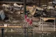 A Canadian Indigenous flag flies on a property on Okanagan Indian Band land that was destroyed by the Bradley Creek wildfire, in Vernon, B.C., on Tuesday, Aug. 4, 2026. (Darryl Dyck/The Canadian Press via AP)