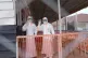 Health workers in protective gear wave inside an Ebola treatment centre in Bunia, Congo, August 10, 2026