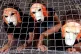 Masked members of People for the Ethical Treatment of Animals (PETA) protest outside the Britsh Heart Foundation in North Finchley, London, August 2000