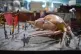 The Crab Museum's crab diorama