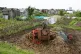 Compost heap
