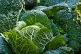 Cabbage leaves