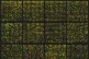 An array of microscopic DNA spots showing expression levels 