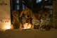 In this Wednesday, June 20, 2018, file photo, stuffed toy an