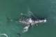 An endangered North Atlantic right whale entangled in fishin