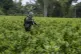 A counter narcotics police officer runs through a coca field