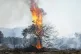 Flames burn a tree in Vati village, on the Aegean Sea island