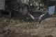 Palestinian activist Khairi Hanoon walks with the Palestinia