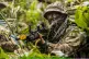 A British Royal Marine in the Belizean jungle 