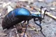 An oil beetle