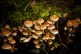 Fungi in the landscaped gardens at the National Trust's prop