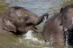 Baby Asian elephants