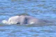 A beluga whale swimming in the Thames near Gravesend, Kent