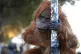 An ultra-realistic animatronic Orangutan appears on Embankme