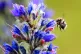 A Bumblebee searches for pollen amongst flowers in Kent