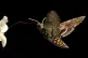 A Hawkmoth collecting nectar
