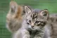 Scottish Wildcat