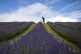 Lavender farmer at Tarhill Farm near Perth & Kinross