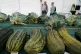 People observe the marrow and cabbage entries during the Can