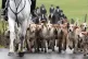 Riders and hounds as they take part in a hunt meet