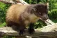 A Pine Marten at the British Wildlife Centre