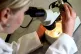 A woman looking at matter under a microscope, May 19, 2008