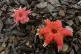 The anemone stinkhorn