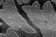 These microscopic butterflies are one of the smallest, light