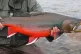 Salvelinus alpinus, better known as the Arctic char