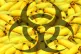 Bananas are propagated by making clones with close to zero g