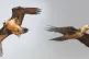 The rare bearded vulture (Gypaetus Barbatus) — one of the 