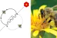(L to R) The waggle dance and a honey bee