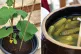 FROM PLANT TO POT: Cucumbers pickled, Polish style, in a cer