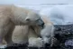 sad polar bears