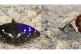Both images are of the same male Purple Emperor