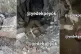 Screenshots of the footage leaked to the Star