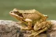 The common frog (Rana temporaria)