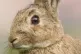 The Wild Rabbit
