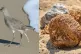 FROM EACH ACCORDING TO ABILITY: (L to R) A willet doing what