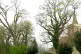 RARE SIGHT: Black Poplar and Isfield Church, East Sussex