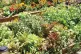 Raised bed of lettuce, tomatoes, six different types of basi