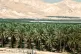 IMPERIALIST LAND GRAB: These palm plantations in the Jordan 