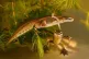 The palmate newt (Lissotriton helveticus)