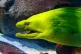 A moray eel